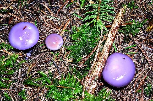 2005 :  Un anno di funghi